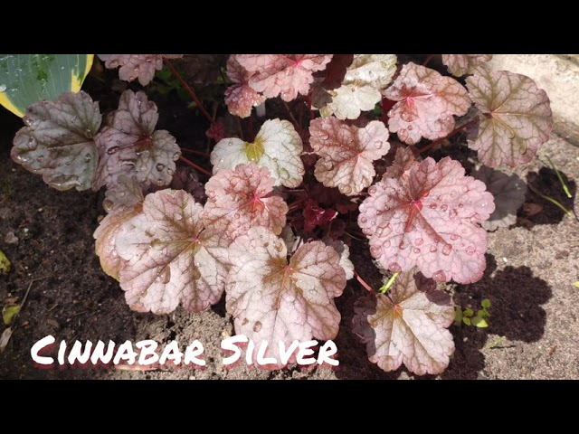 Гейхера сорт Cinnabar silver окрас в июне