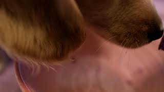 ダックスフンド　子犬　紫芋をたべるよ