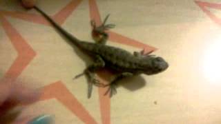 Is my lizard pregnant