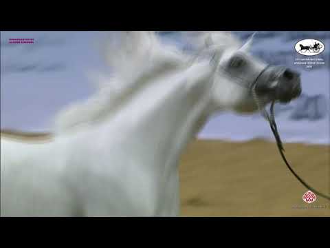 N 390 LAMMAH AL NAIF   Qatar National Arabian Horse Championship 2021   Stallions 7 10 Years Old Cla