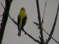 American Goldfinch Fringillidae Carduelis Tristis Male