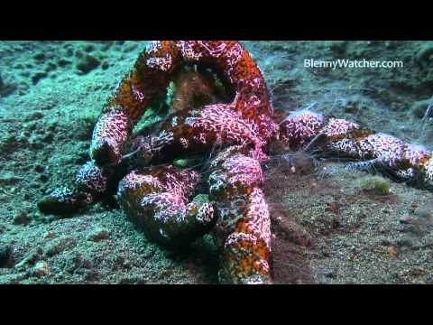 Ctenophores! from BlennyWatcher.com