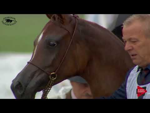 N.4 EL SAFIJA - Polish Nationals 2018 - Yearling Fillies (Class 1A)