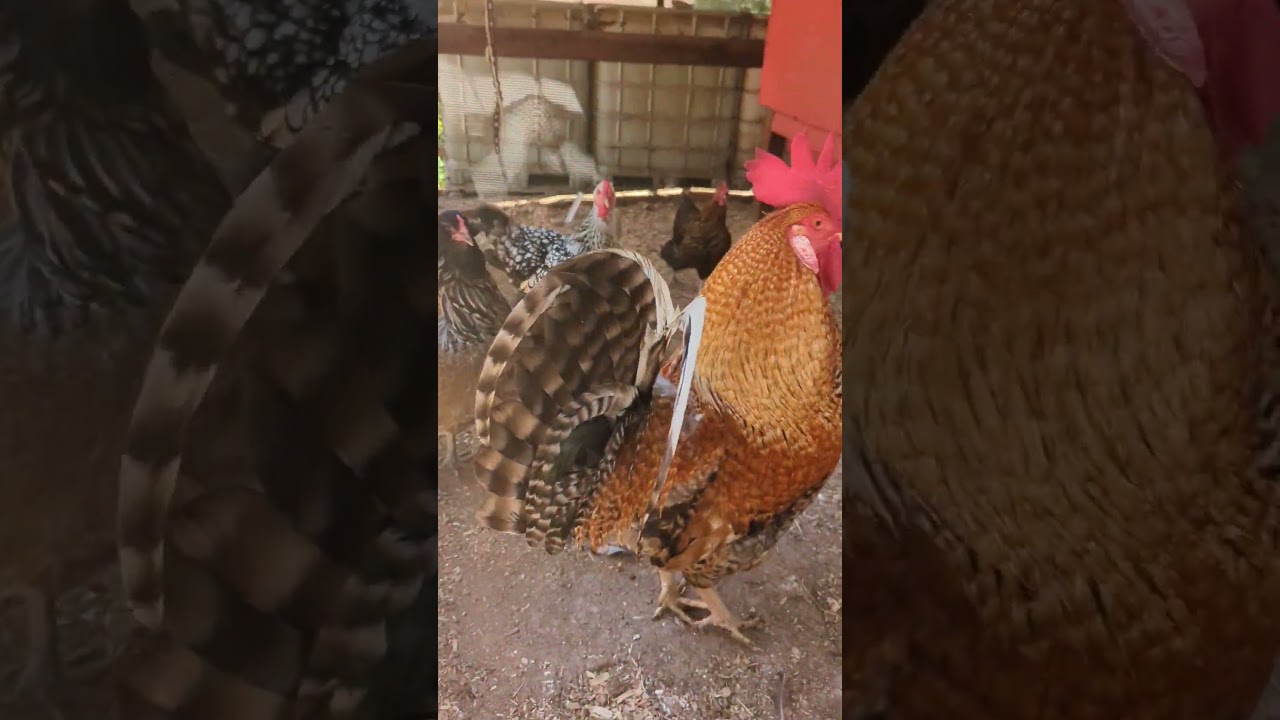 Our homestead property  thumbnail