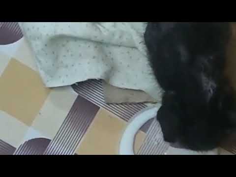  Day 4 - rescue kitten #catrescue #cat #cutecat #catvideo #kittenrescue #kitten