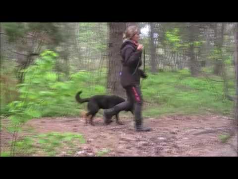 MH Skovfarmens Chocolate Qazi