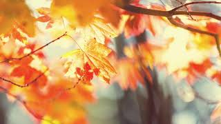 Sezgin Alkan - Ekim ( Cem Adrian ile )