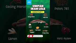 Download lagu THE BEST DAILY CATFISH BAIT PART 1 mp3