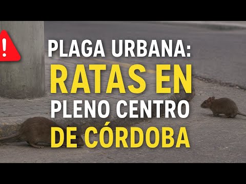 🐀🚨 Plaga urbana: ratas en pleno centro de Córdoba #cordoba