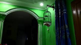 Download lagu Lovebird  bahan konslet suara cengkok konslet smoga bledos. mp3