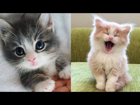 Baby Cats - Cute and Funny Cat Video Compilation #58 | Arushi Aww Animals