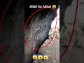 Allah Hu Akbar Qabar Ka Azab Whatsapp Status Video Shorts Trending Tiktok Youtubeshorts Yt