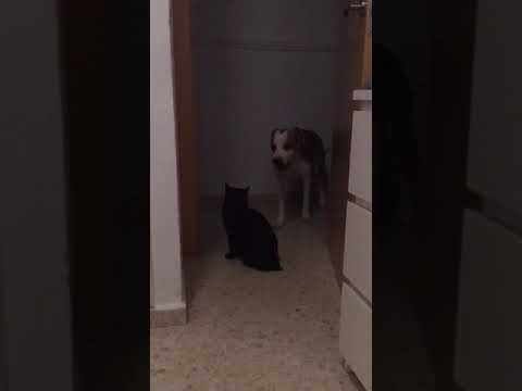 WhatsApp Video 2020 10 23 at 21 02 58