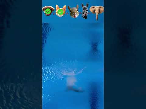 Chien vs chat vs écureuil vs zèbre vs éléphant - défi de plongée en piscine