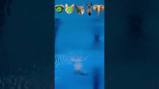 Chien vs chat vs écureuil vs zèbre vs éléphant - défi de plongée en piscine