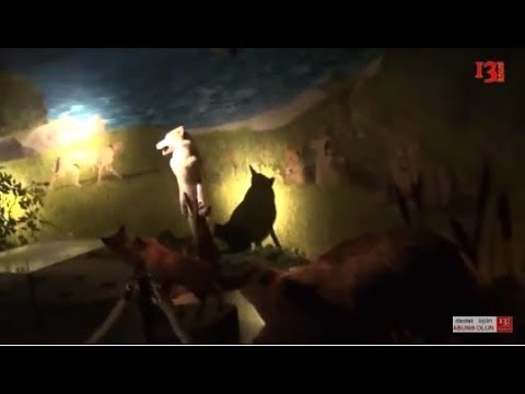 "Azərbaycanda mədəniyyətin yaranması tarixi 20 min il əvvələ qədər gedib çıxır"