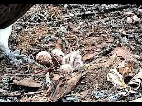 ESTLAT Osprey Nest - The second egg is hatching and talking. 16.06.2012. 20:32