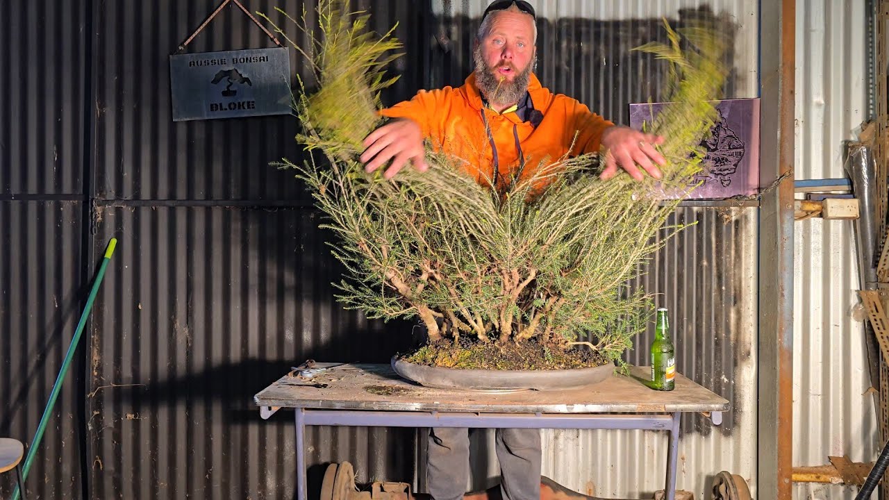 Melaleuca Bonsai Forest over a beer 