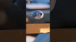 Seagull Sounds (Sharp Squawks on a Harbor Railing)