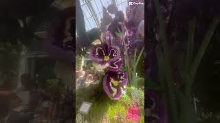 The Bellagio Conservatory at the Bellagio Hotel & Casino