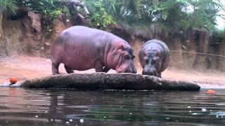 San Antonio Zoo - Hippos Vs. Pumpkins