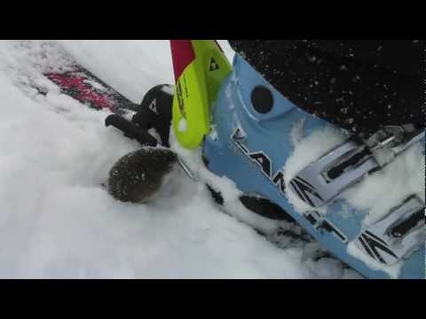 Ernesto rode lesto - Arvicola