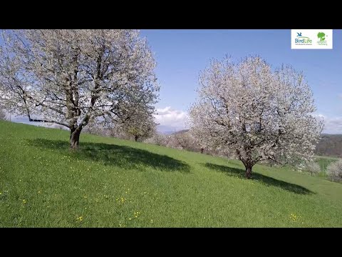 Obstgarten Farnsberg: Modellregion für Landwirtschaft im Einklang mit der Natur