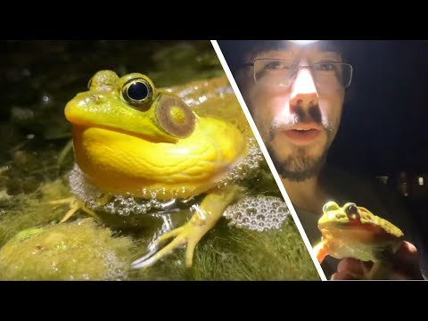 Bull Frog vs Green Frog Calls