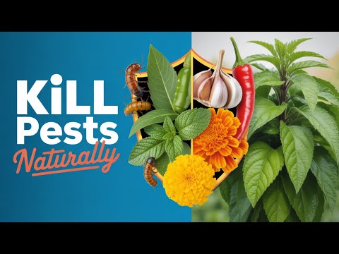 The Secret Herbal Pesticides Gardeners Don’t Want You to Know About! 🤫🌱