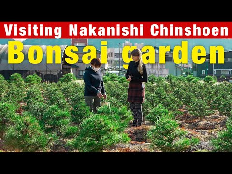 Visiting Nakanishi Chinshoen Bonsai Garden【中西珍松園・盆栽】｜meet my kagawa