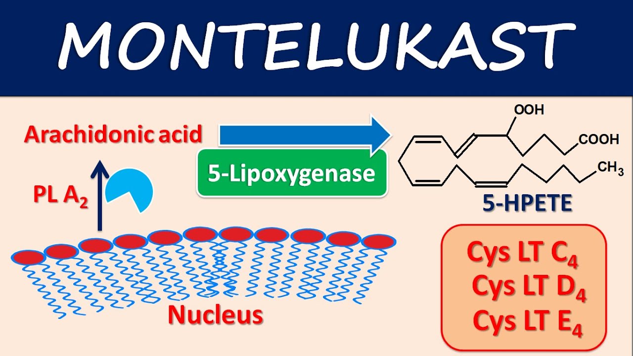 Montelukast (Singulair) - Mechanism, side effects and uses