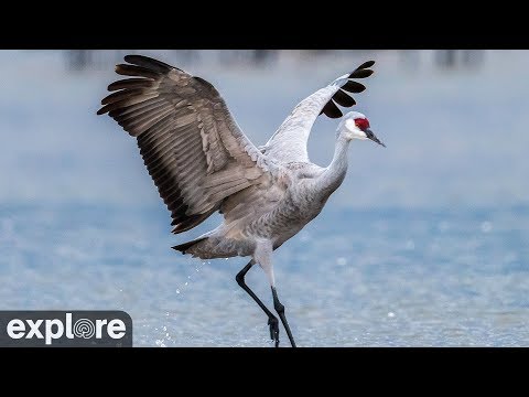 , title : 'Audubon's Rowe Sanctuary's Crane Camera powered by EXPLORE.org'