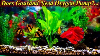 Do We Need To Put Oxygen Pump For Gourami And Betta Fish?... Oxygen Free Fish / Fish Aquarium Tamil