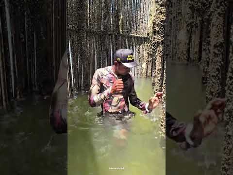 জোয়ারে ডুবে যায় এই মাছ ধরার পিঞ্জর