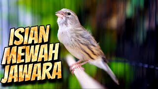 Download lagu MATERI CENGKOK LOMBA FAVORITE ! MASTERAN KENARI ISIAN BLACKTHROAT GACOR IDAMAN mp3 Download lagu MATERI CENGKOK LOMBA FAVORITE ! MASTERAN KENARI ISIAN BLACKTHROAT GACOR IDAMAN mp3