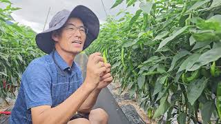 담배나방 피해 막는 확실한 방제  방법! #고추농사,#고추재배