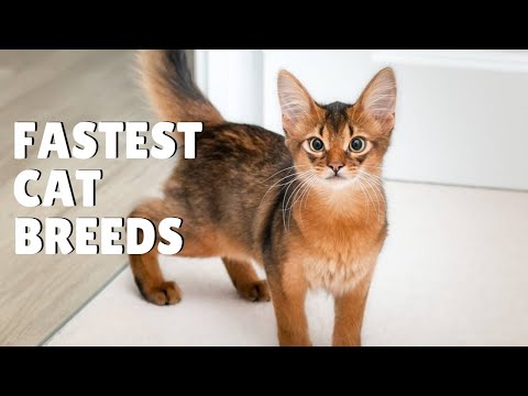 The Fastest and Most Athletic Cat Breeds on the Planet