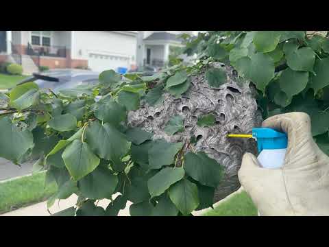 Bald-Faced Hornet Nest Hidden Well in Tree...