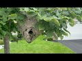 Bald-Faced Hornet Nest Hidden Well in Tree in Montgomery, NJ
