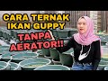 HOW TO CULTIVATE GUPPY FISH WITHOUT AN AERATOR BEGINNERS MUST WATCH