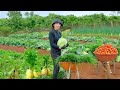 Harvest And Cook Cabbage Green Onions Guava Tomatoes Korean Radish Plant Tree Raise Livestock
