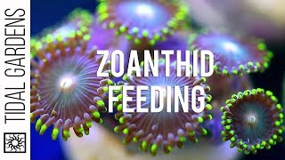 Zoanthid Polyp Feeding