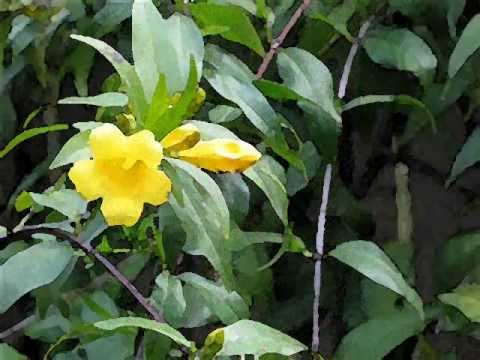 Early Spring Magic in Memphis 2013