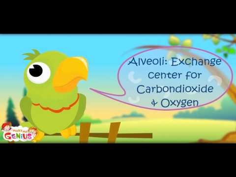 Breathing  Respiration Animation-Part 2 3D-makemegenius.com series of Education Videos