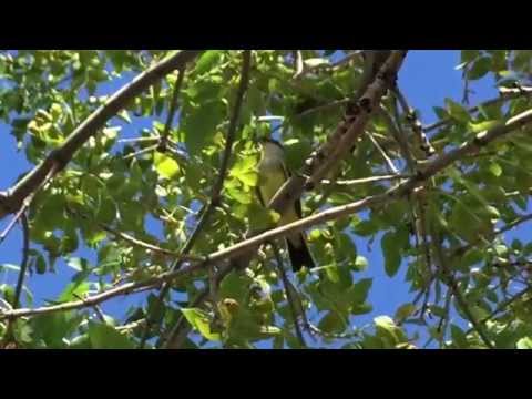 Postriežkar čiernochvostý (Tyrannus verticalis) — biotop a pohyb