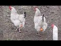 The FUNNIEST Animal Videos of 2024! It's Hard Not to Laugh