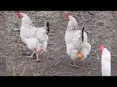 Les vidéos d'animaux les plus drôles de 2024 ! Difficile de ne pas rire !