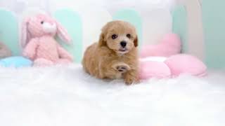 ハーフ犬の動画01