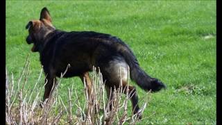 The Littlest Hobo - The Greatest Dog In the World