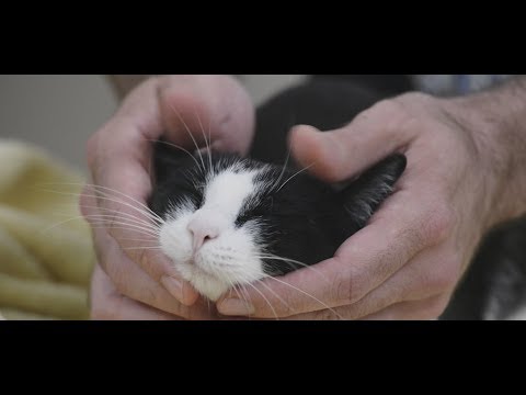 How to trim a cat's nails with two people